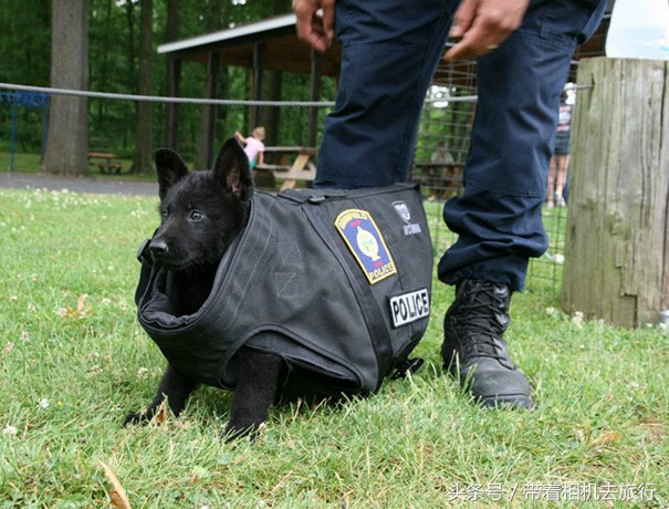 最萌小狗图片(那些刚刚上任的小警犬，萌死人不偿命)