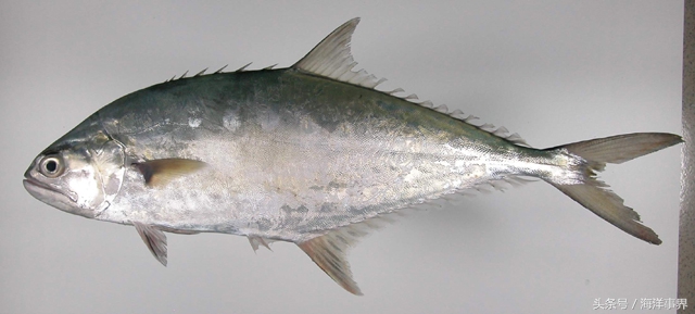 常見(jiàn)的海鮮你都知道名字嗎？（大型魚(yú)篇）