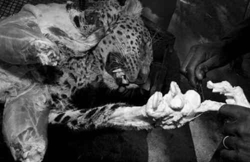 偷猎者豹子标本制作过程，手法残忍