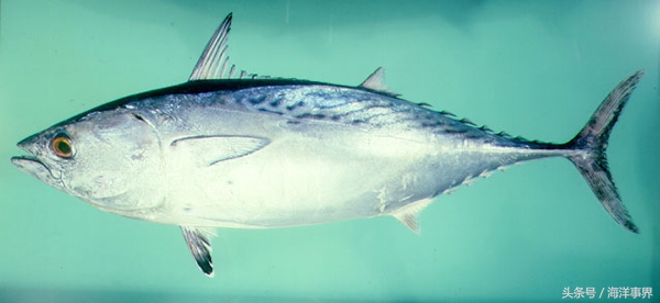 常見(jiàn)的海鮮你都知道名字嗎？（大型魚(yú)篇）