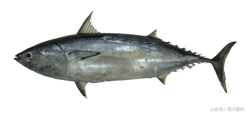 常見(jiàn)的海鮮你都知道名字嗎？（大型魚(yú)篇）