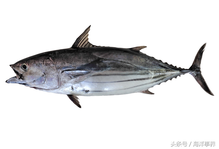 常見(jiàn)的海鮮你都知道名字嗎？（大型魚(yú)篇）