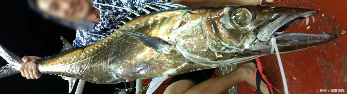 常見(jiàn)的海鮮你都知道名字嗎？（大型魚(yú)篇）