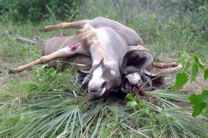 两只羚羊撕杀，角缠绕到一起死去，其中一只眼瞎了屁股也被活掏！