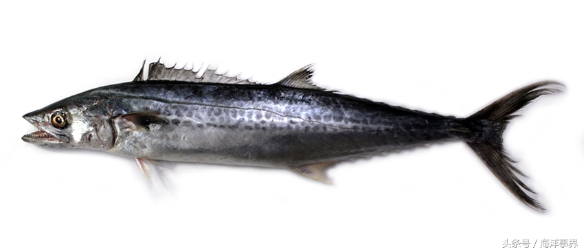 常見(jiàn)的海鮮你都知道名字嗎？（大型魚(yú)篇）