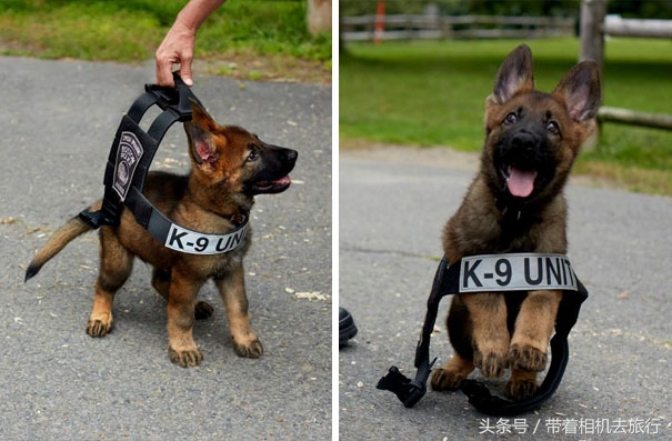 最萌小狗图片(那些刚刚上任的小警犬，萌死人不偿命)