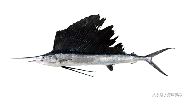 常見(jiàn)的海鮮你都知道名字嗎？（大型魚(yú)篇）