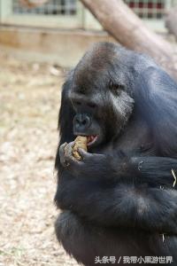 大猩猩不想和你说话，并向你扔了一坨儿