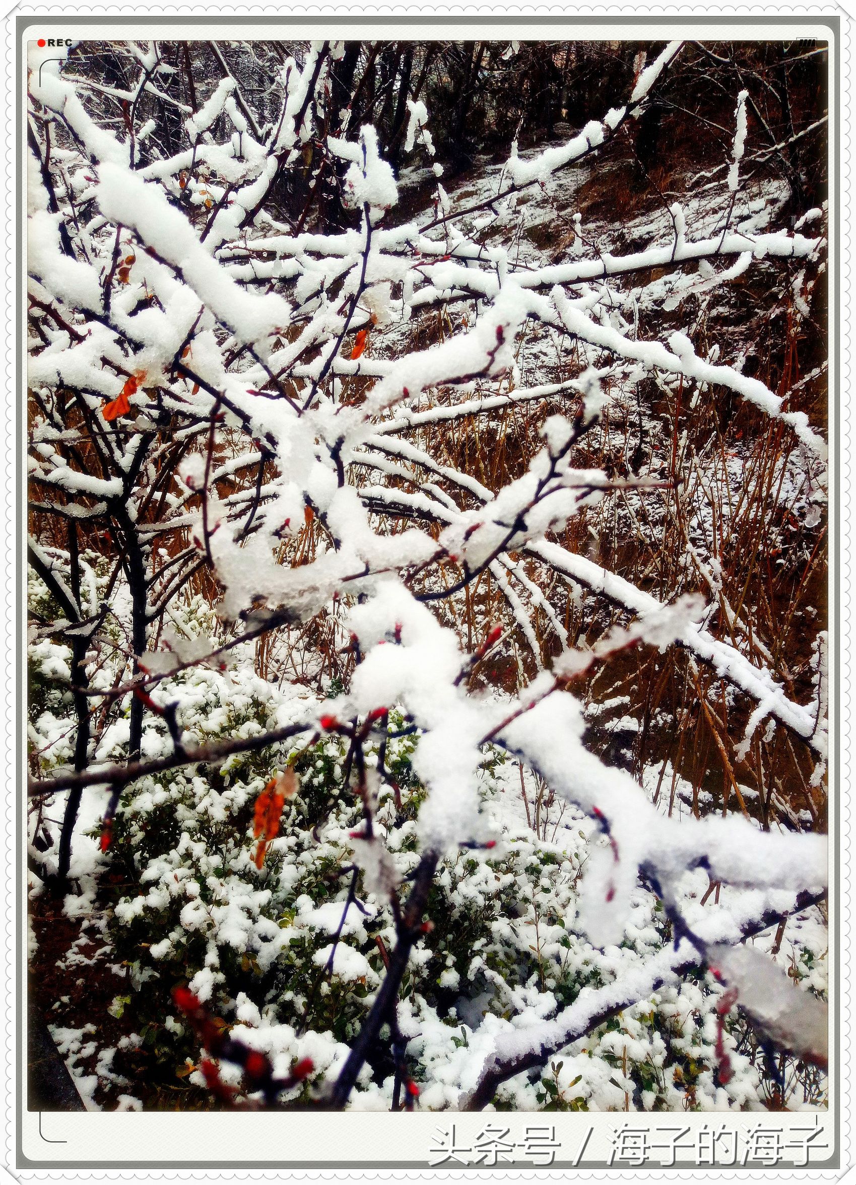 " not be wintry negative snow, however Xue Lianchun " of the affection in snow 1 " my heart flies upwards "