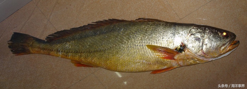 常見(jiàn)的海鮮你都知道名字嗎？（大型魚(yú)篇）