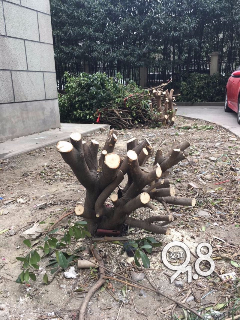 业主们怒了！杭州一小区20棵树被砍，物业回应：修剪过了头
