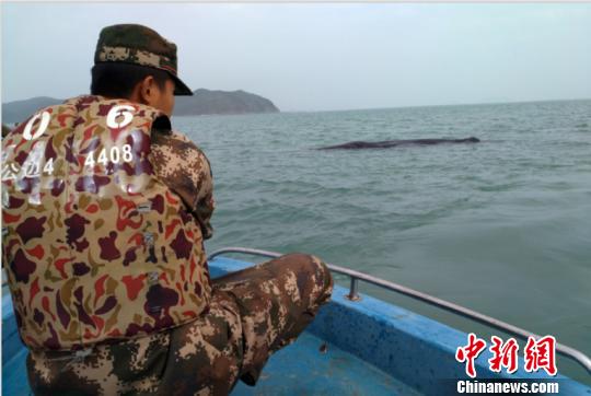 搁浅惠州海域抹香鲸 情况不容乐观可能实施安乐死