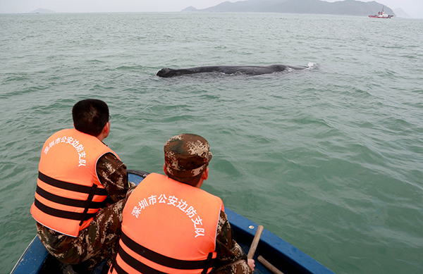 直击｜深圳海域抹香鲸已完全搁浅，“将让其自然死亡”