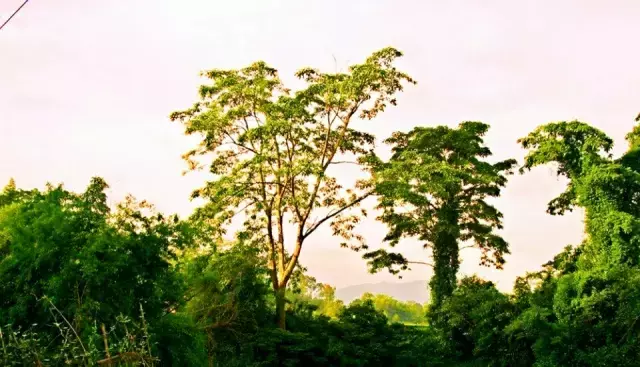 广西|巴乃虽没有神秘的张家古楼,上思却坐