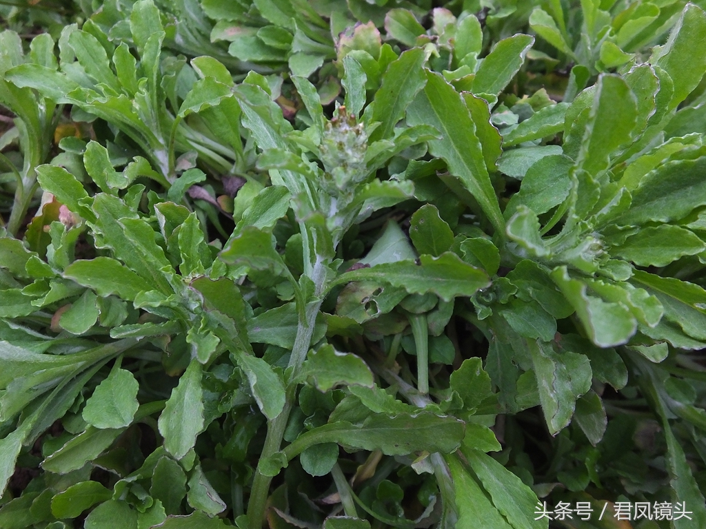 清明菜别名毛耳朵 入药止咳化痰平喘降血压