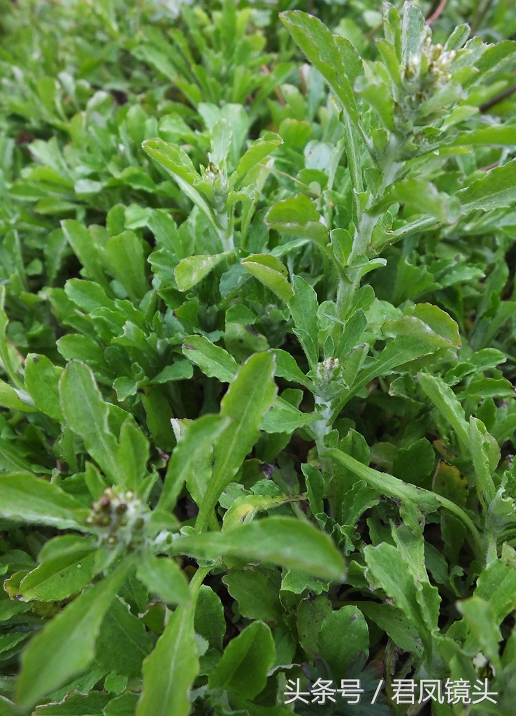 猫耳朵草(猫耳朵草有几种)