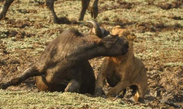 野公牛遇到母狮子挑衅，竟然不逃跑，结局很意外
