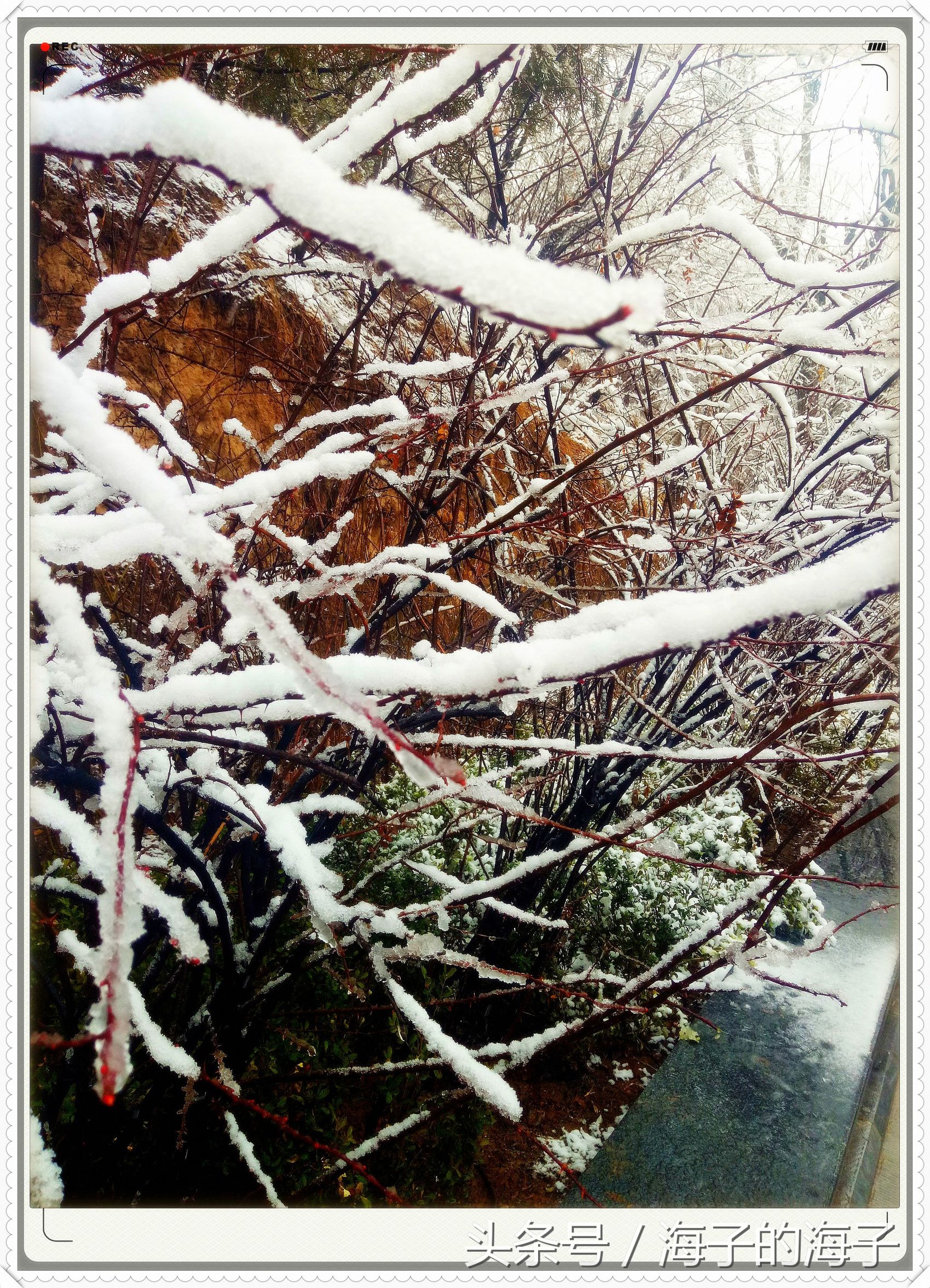 " not be wintry negative snow, however Xue Lianchun " of the affection in snow 1 " my heart flies upwards "