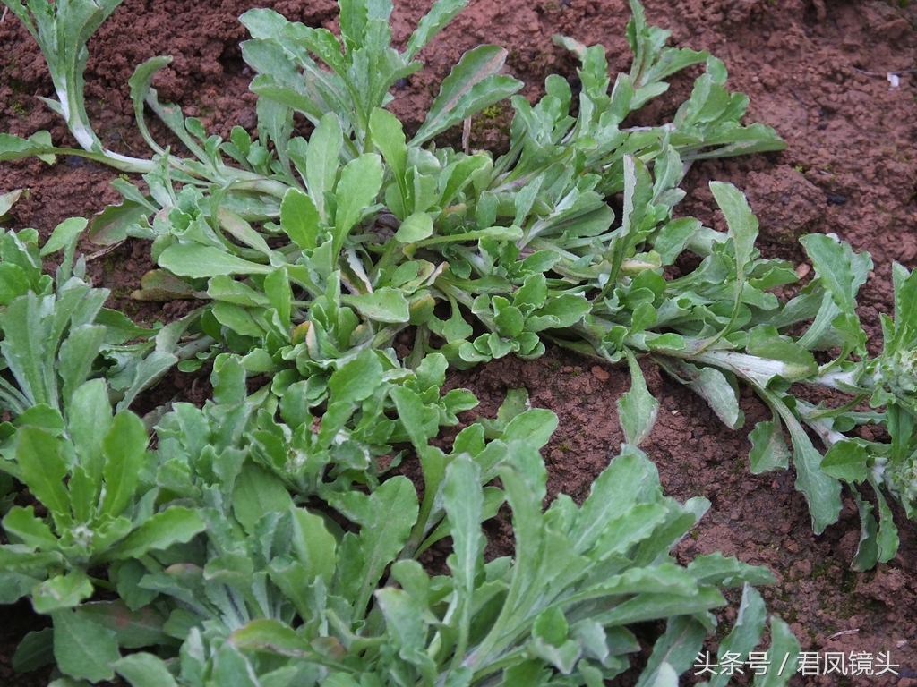 清明菜别名毛耳朵 入药止咳化痰平喘降血压