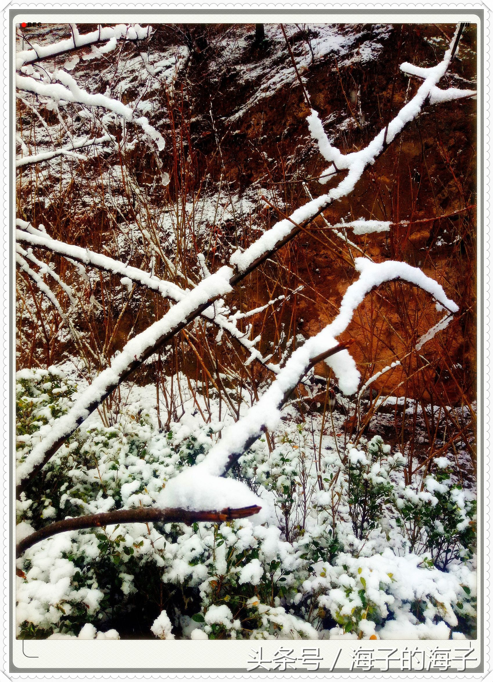 " not be wintry negative snow, however Xue Lianchun " of the affection in snow 1 " my heart flies upwards "