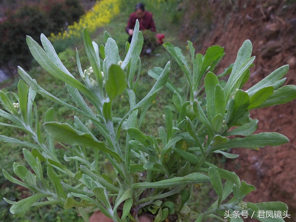 鼠曲草又名猫耳朵草（入药主治咳嗽哮喘高血压）