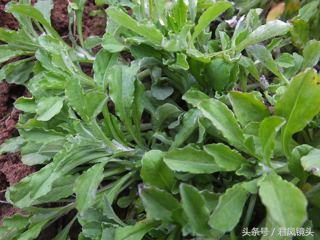 清明菜别名毛耳朵 入药止咳化痰平喘降血压