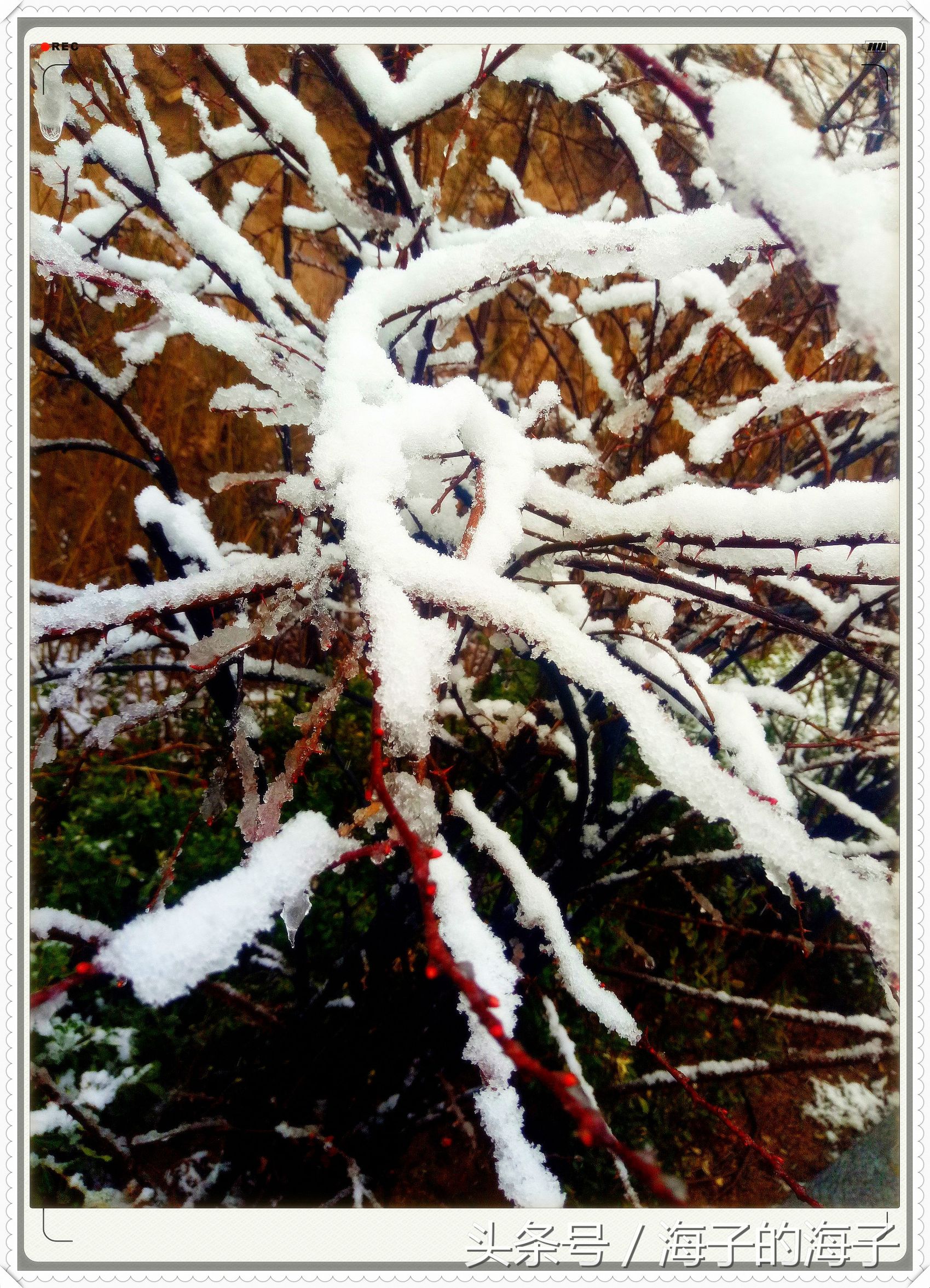 " not be wintry negative snow, however Xue Lianchun " of the affection in snow 1 " my heart flies upwards "