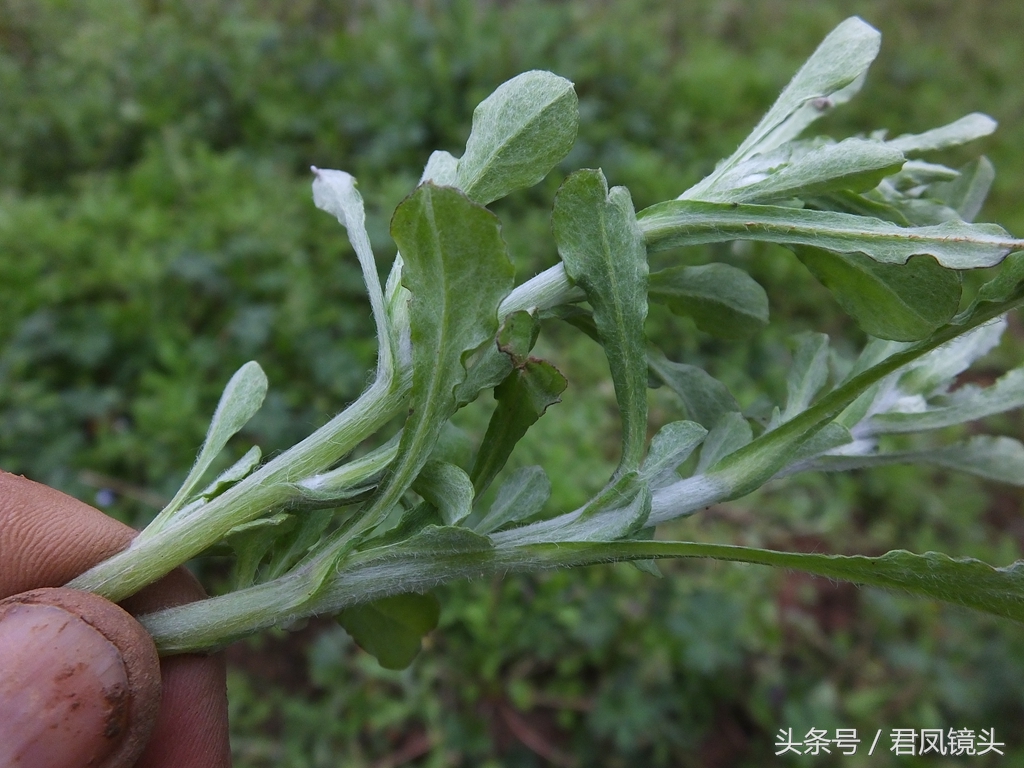 清明菜别名毛耳朵 入药止咳化痰平喘降血压