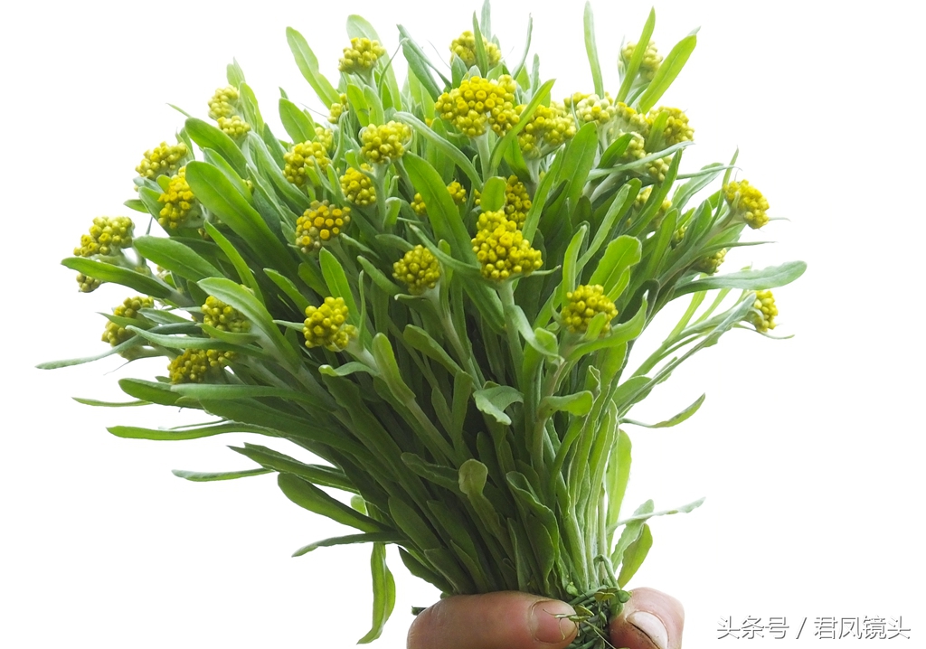 鼠曲草的功效與作用,鼠曲草的功效與作用及食用方法