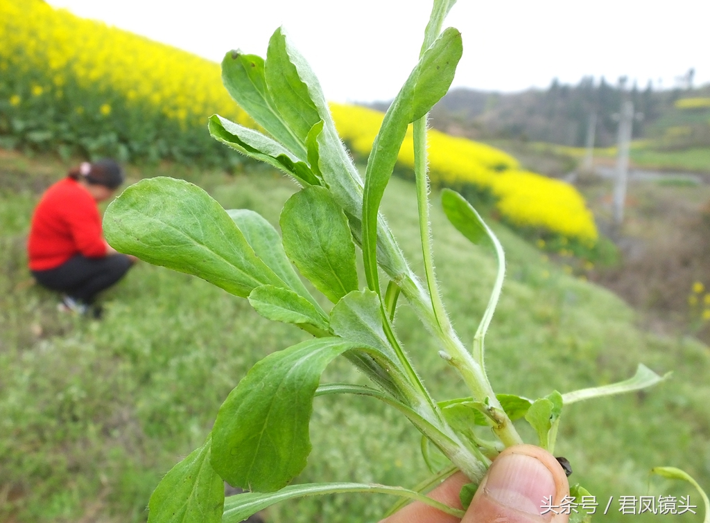 鼠麴草的功效與禁忌有哪些,鼠麴草食用方法 | 牛蒡8養生常識