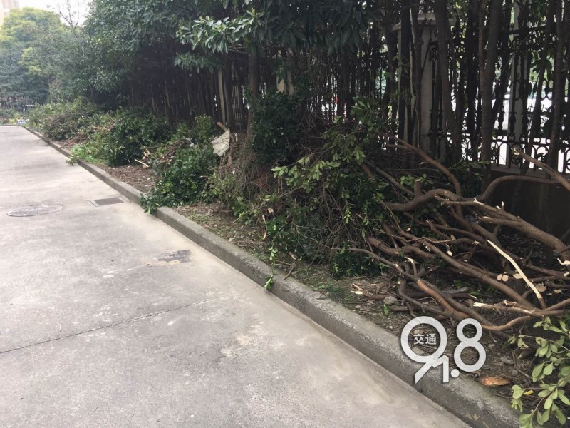 业主们怒了！杭州一小区20棵树被砍，物业回应：修剪过了头