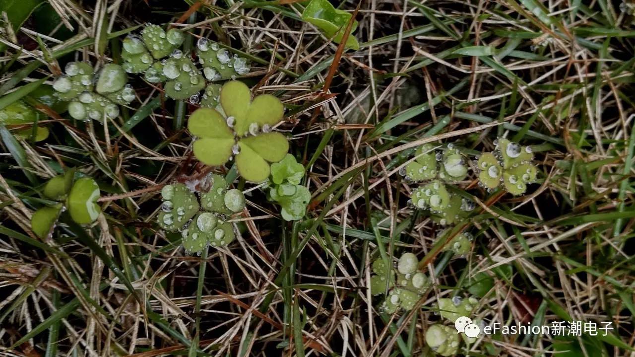 赏评磅礴之“芯”——小米手机4C