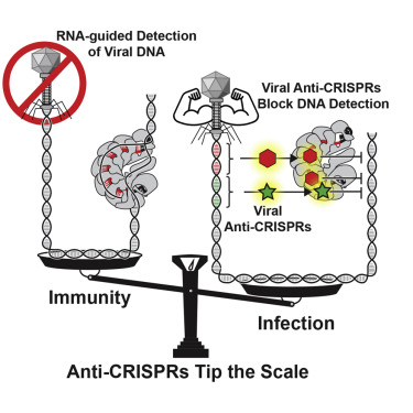 Cell：CRISPR“关闭开关”如何起作用