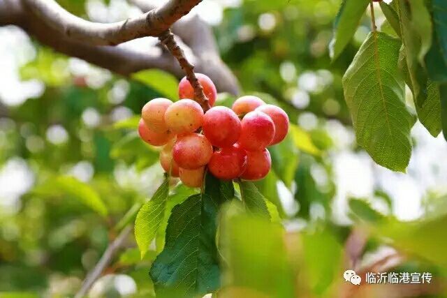 临沂临港区：大樱桃熟了，喊你来摘！