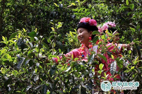 第十五届中国普洱茶节4月16日举办 18项活动邀您品茶、斗茶