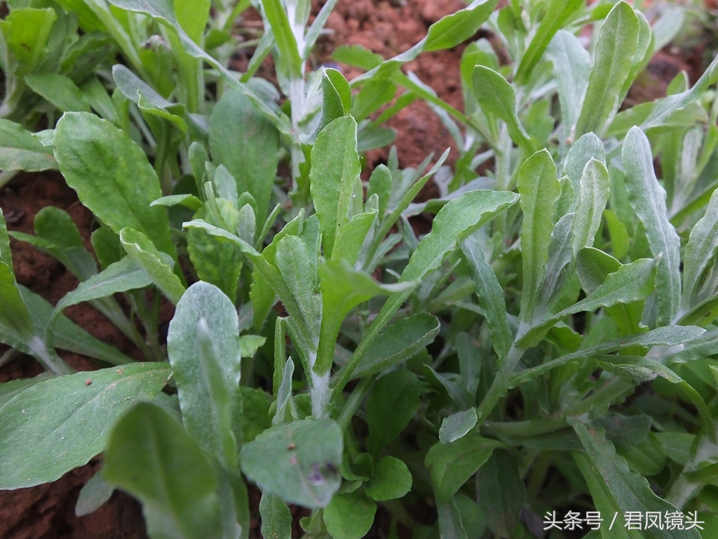 鼠曲草的功效與作用,鼠曲草的功效與作用及食用方法