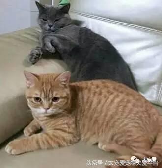 男人喜欢养猫就是娘 来看看这些撩猫男神的日常你就知道了 其他 蛋蛋赞