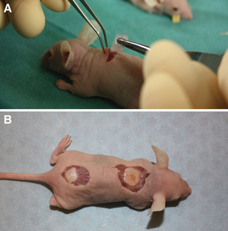 3 d打印的软骨细胞移植在幼鼠体内茁壮成长
