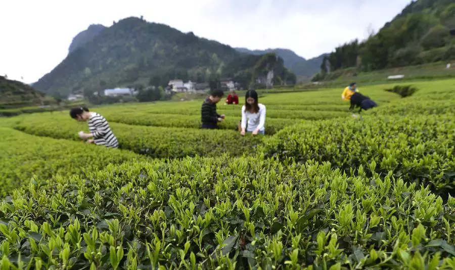 不采茶怎么算“踏青”？过了假清明节！贵州10条最美茶园路线！