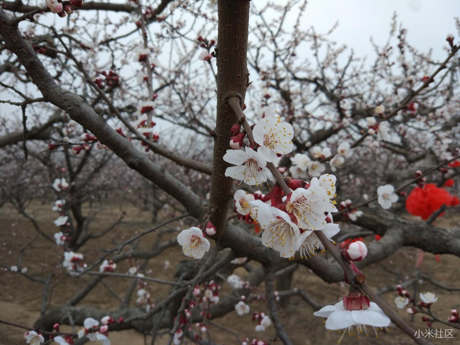 小米5c开箱—普通米粉带你走进“芯”国货