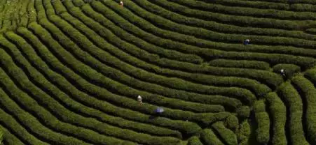不采茶怎么算“踏青”？过了假清明节！贵州10条最美茶园路线！