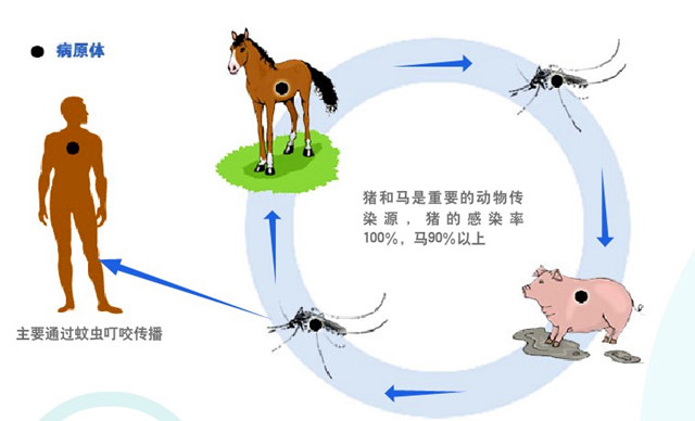 6种通过蚊虫叮咬传播的急性传染病，危害都很严重