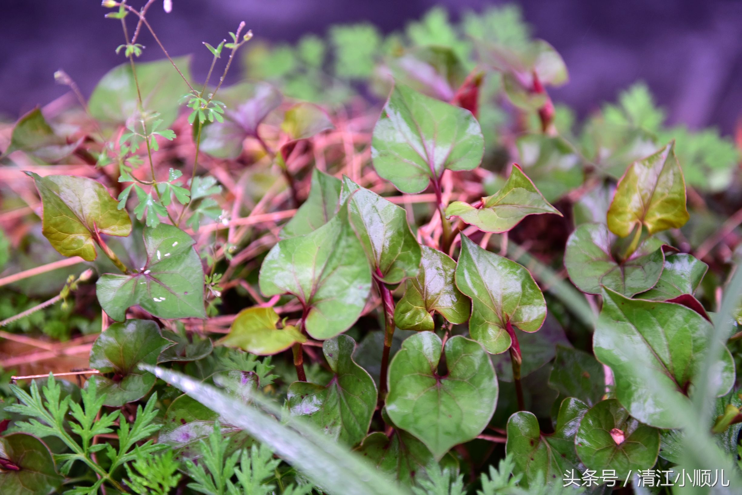 折耳根是什么(农村山野的鱼腥草药用价值极高)
