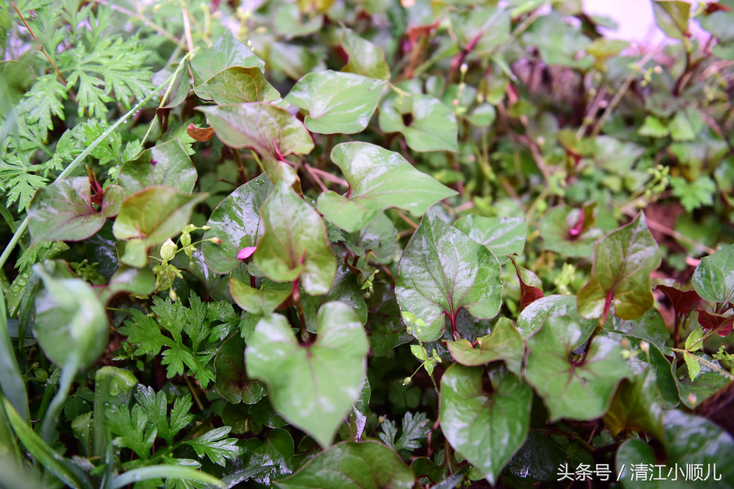 鱼腥草是折耳根吗（鱼腥草的功效作用及简介）