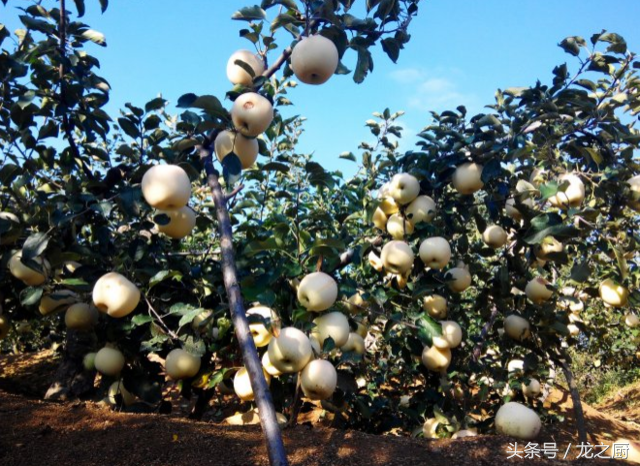 农户栽种“白”iPhone 颗产一百个，栽种3000课树，年入百万