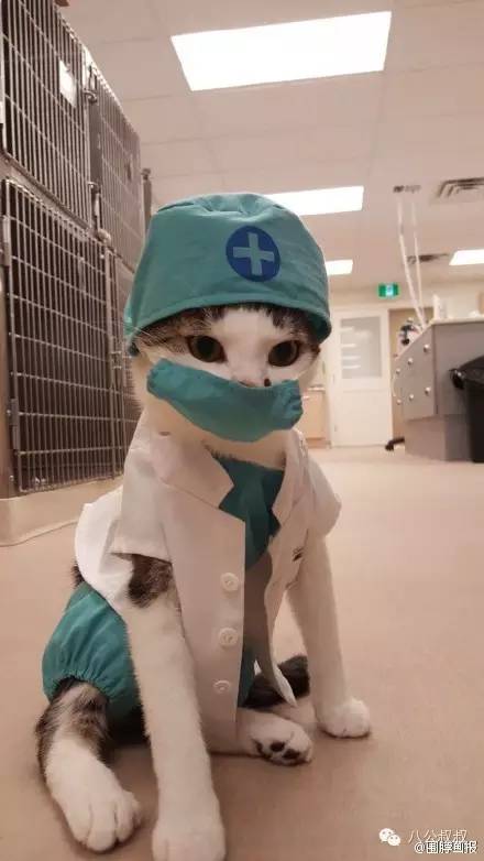 你问叔为什么要当一枚宠物医生？