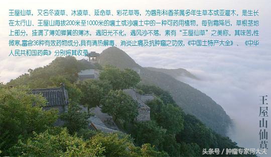 中药冬凌草，又叫延命草，河南民间用来防治食管癌，好用么？