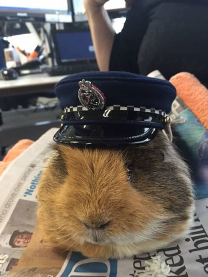 新西兰豚鼠成为警员 靠卖萌宣传安全驾驶(图)