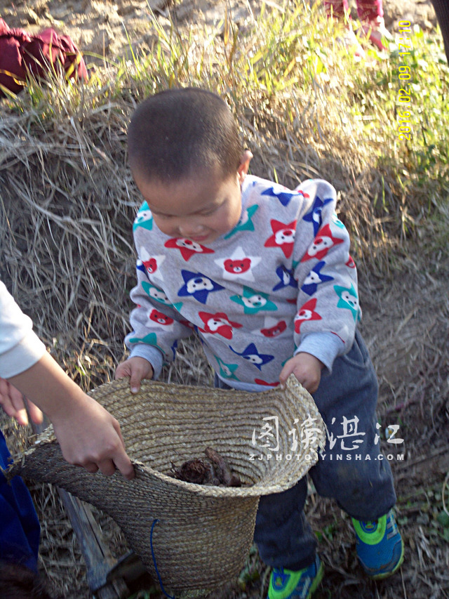 春节到郊外田野打番薯窑，体念农家乐趣