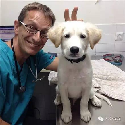 你问叔为什么要当一枚宠物医生？